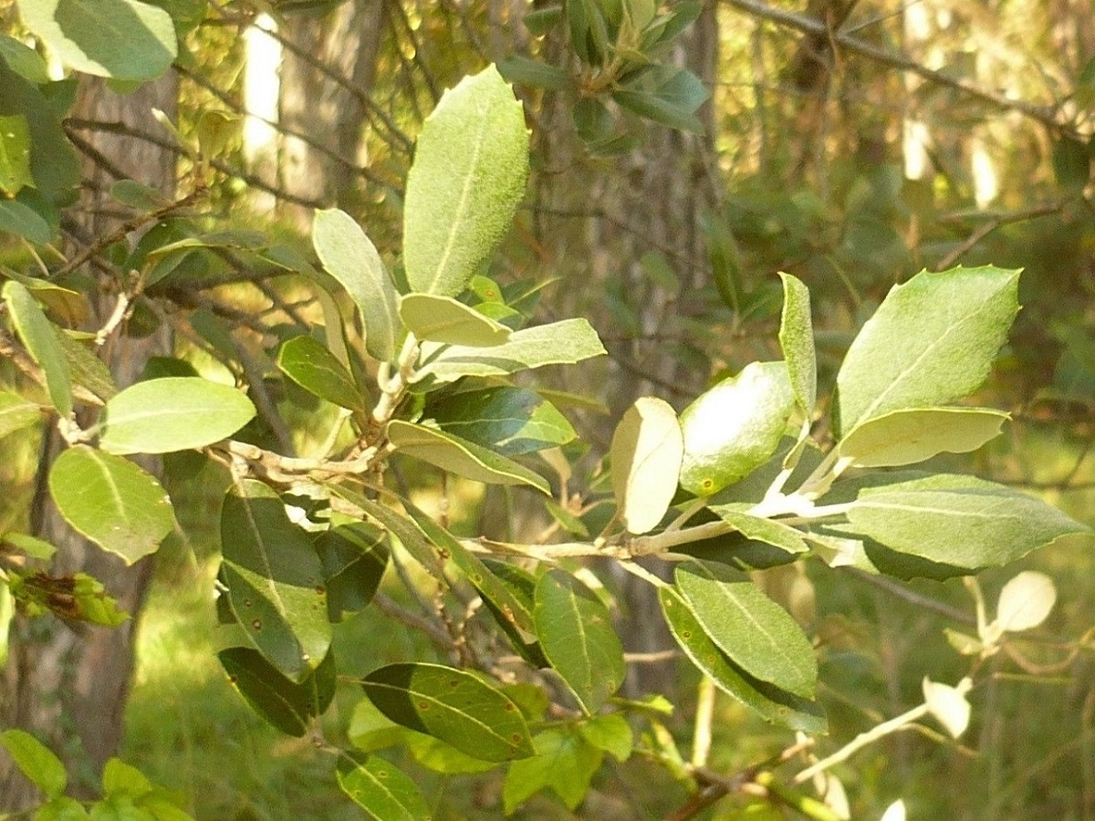 Quercus ilex (Fagaceae)